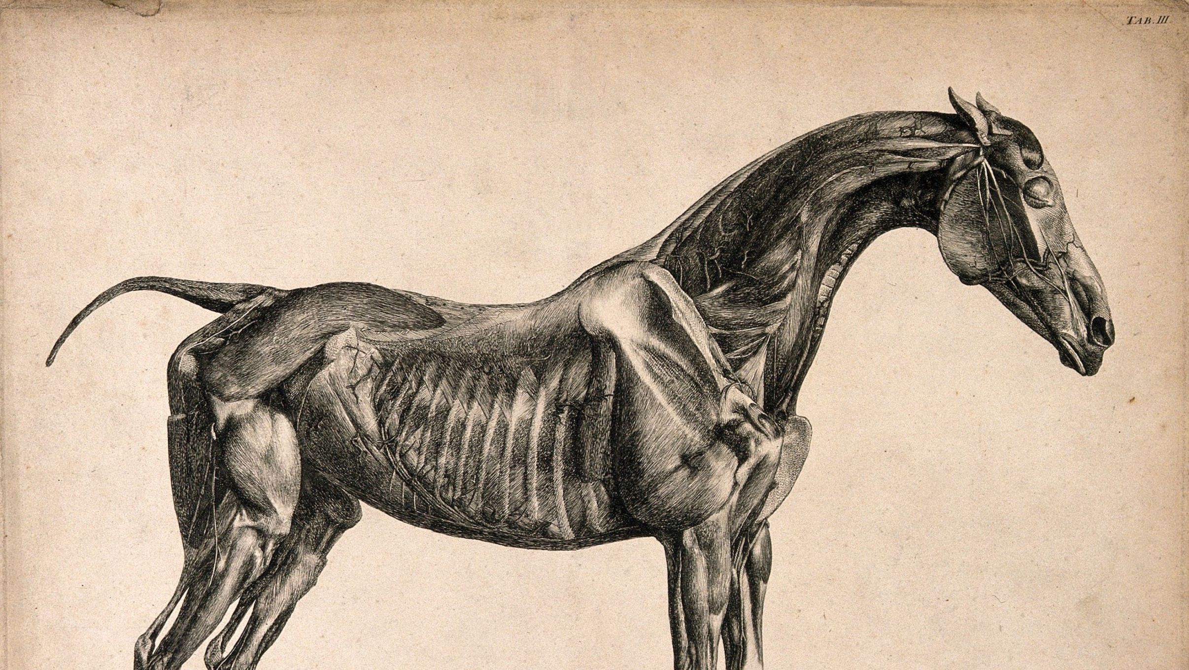 Stubbs Muscles Etc Table 3 Anatomy Of The Horse Resized